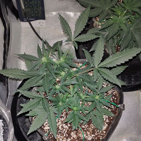 Royal Dwarf growlog timeline photo