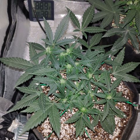 Royal Dwarf growlog timeline photo