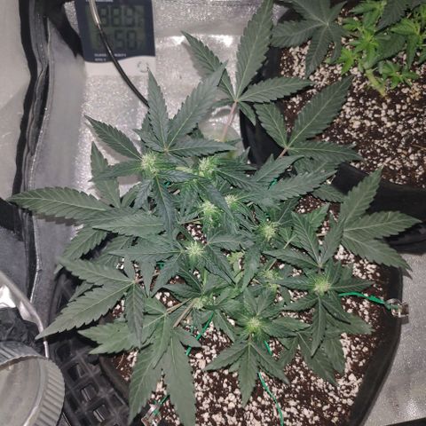 Royal Dwarf growlog timeline photo