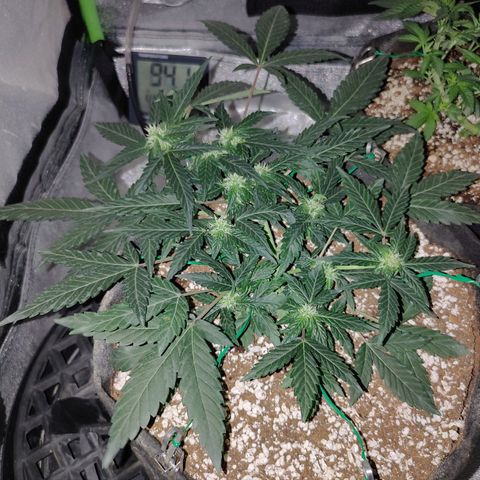 Royal Dwarf growlog timeline photo