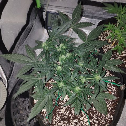 Royal Dwarf growlog timeline photo