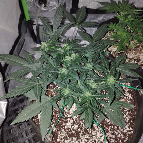 Royal Dwarf growlog timeline photo