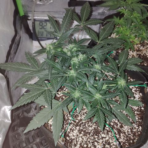 Royal Dwarf growlog timeline photo