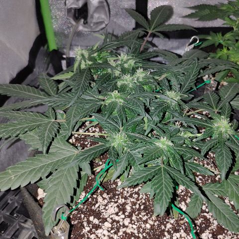 Royal Dwarf growlog timeline photo