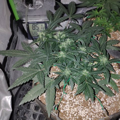 Royal Dwarf growlog timeline photo
