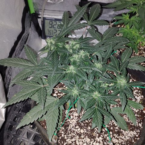 Royal Dwarf growlog timeline photo