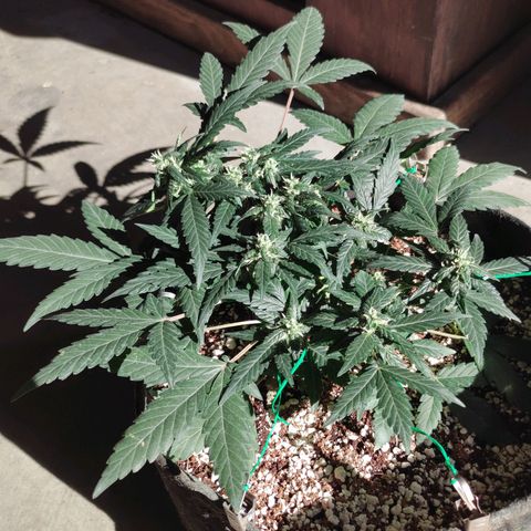 Royal Dwarf growlog timeline photo