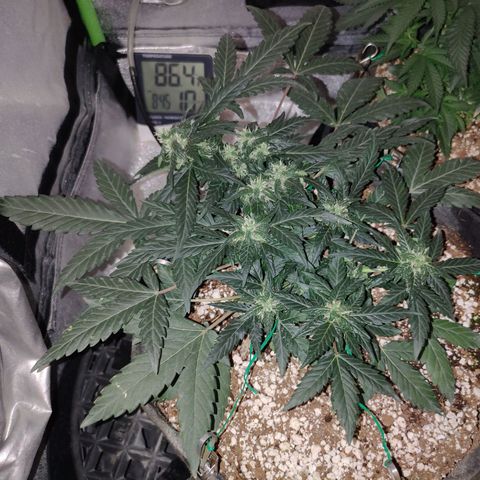 Royal Dwarf growlog timeline photo