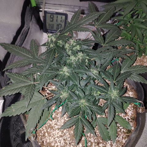 Royal Dwarf growlog timeline photo