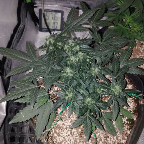 Royal Dwarf growlog timeline photo
