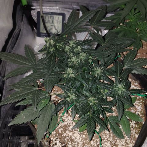 Royal Dwarf growlog timeline photo
