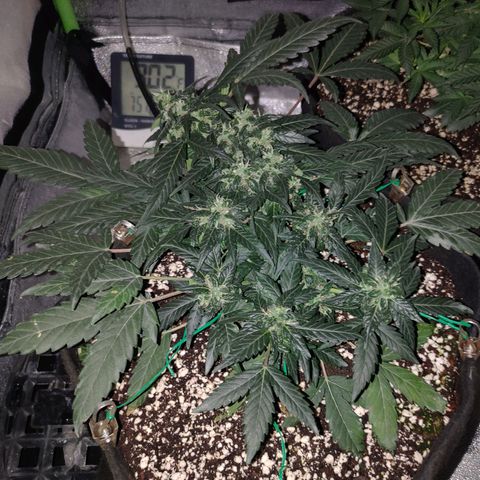 Royal Dwarf growlog timeline photo