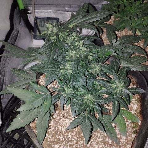 Royal Dwarf growlog timeline photo