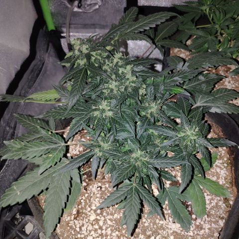 Royal Dwarf growlog timeline photo