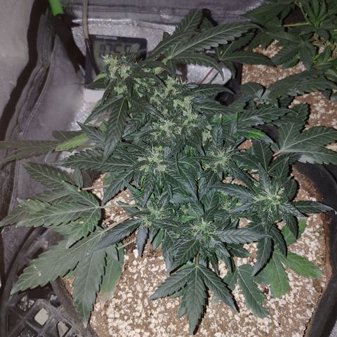 Royal Dwarf growlog timeline photo
