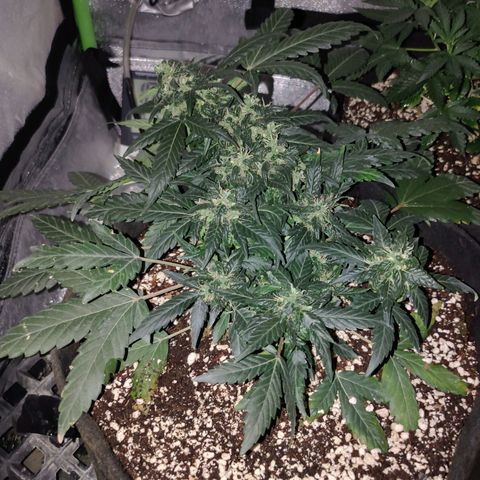 Royal Dwarf growlog timeline photo