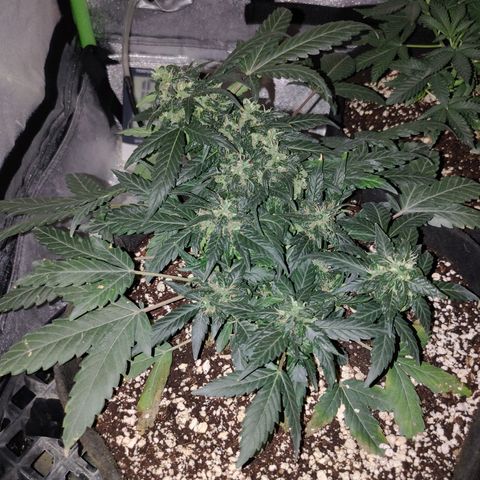 Royal Dwarf growlog timeline photo