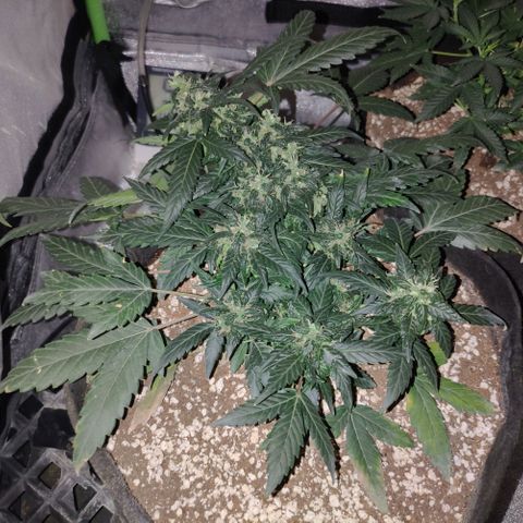 Royal Dwarf growlog timeline photo
