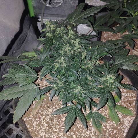Royal Dwarf growlog timeline photo