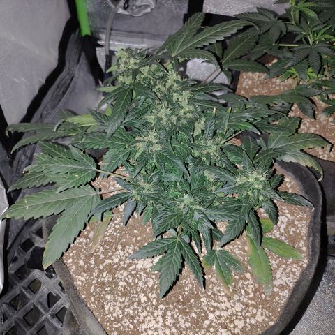 Royal Dwarf growlog timeline photo