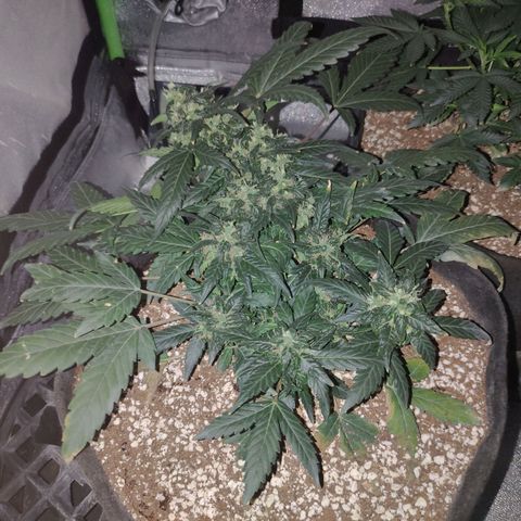 Royal Dwarf growlog timeline photo