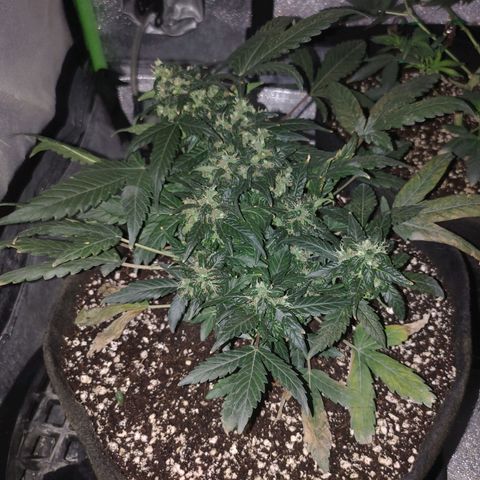 Royal Dwarf growlog timeline photo