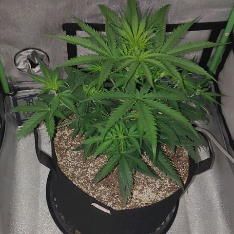 Gorilla Glue Auto growlog timeline photo