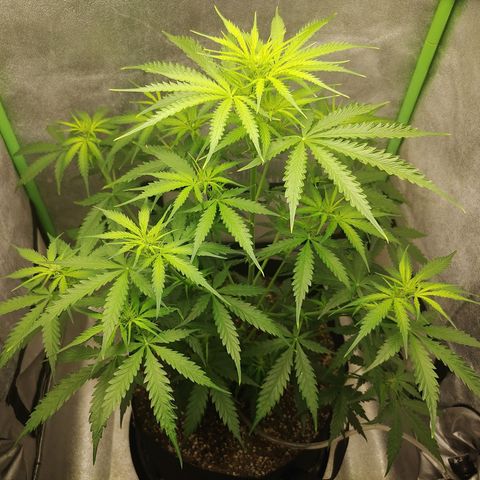 Gorilla Glue Auto growlog timeline photo