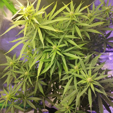 Gorilla Glue Auto growlog timeline photo