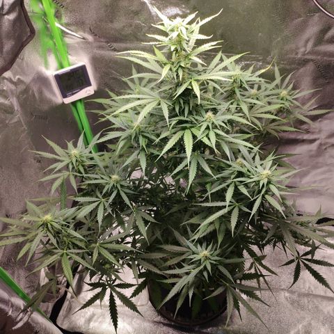 Gorilla Glue Auto growlog timeline photo