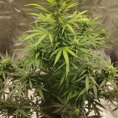Gorilla Glue Auto growlog timeline photo