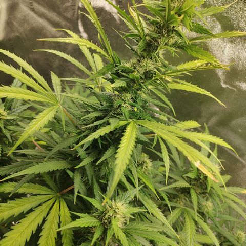 Gorilla Glue Auto growlog timeline photo