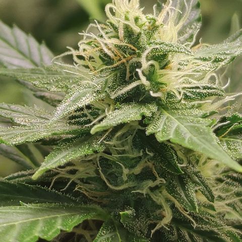 Gorilla Glue Auto growlog timeline photo