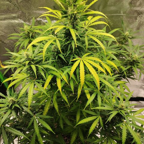 Gorilla Glue Auto growlog timeline photo