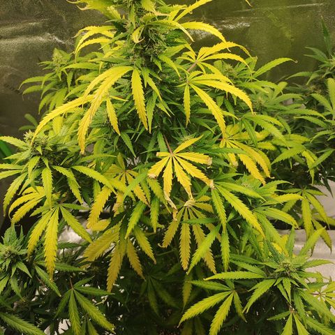 Gorilla Glue Auto growlog timeline photo
