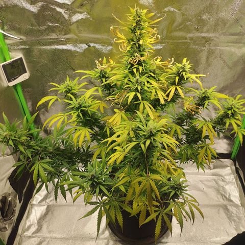 Gorilla Glue Auto growlog timeline photo