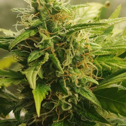 Gorilla Glue Auto growlog timeline photo