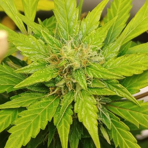 Gorilla Glue Auto growlog timeline photo