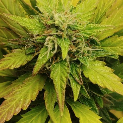 Gorilla Glue Auto growlog timeline photo
