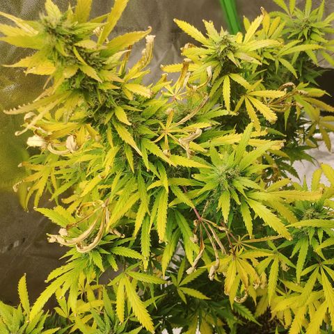 Gorilla Glue Auto growlog timeline photo