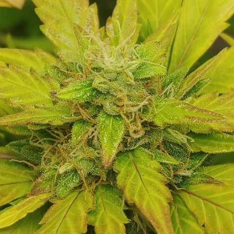 Gorilla Glue Auto growlog timeline photo
