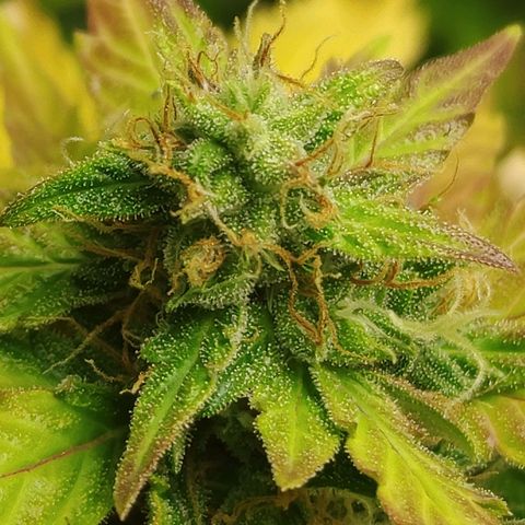 Gorilla Glue Auto growlog timeline photo