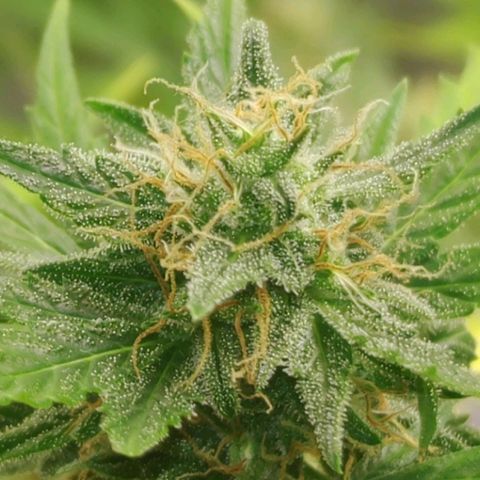 Gorilla Glue Auto growlog timeline photo