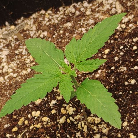 Zkittlez M growlog timeline photo
