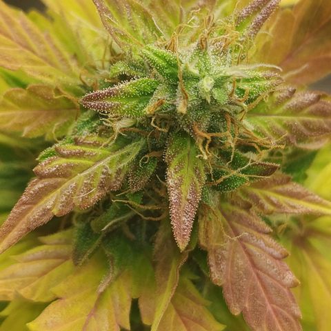 Gorilla Glue Auto growlog timeline photo