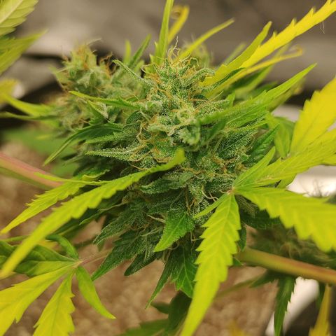 Gorilla Glue Auto growlog timeline photo