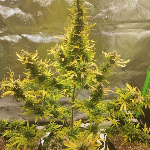 Gorilla Glue Auto growlog timeline photo
