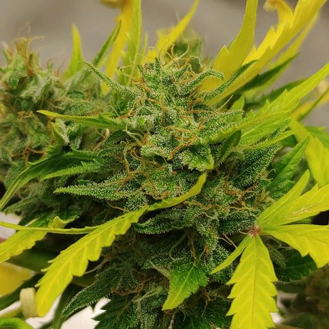 Gorilla Glue Auto growlog timeline photo