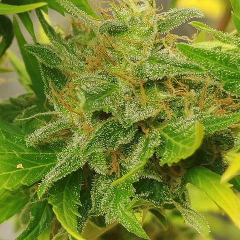 Gorilla Glue Auto growlog timeline photo