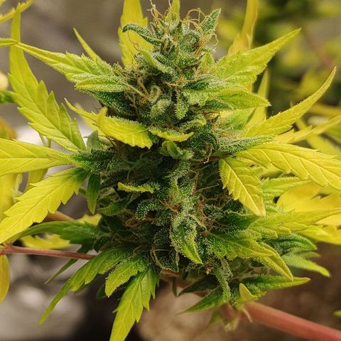 Gorilla Glue Auto growlog timeline photo